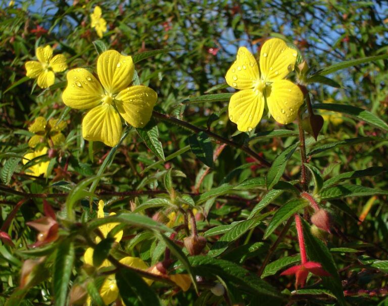 Ludwigia Octovalvis (Ludwigia octovalvis) |commons:File:Ludwigia octovalvis5.jpg