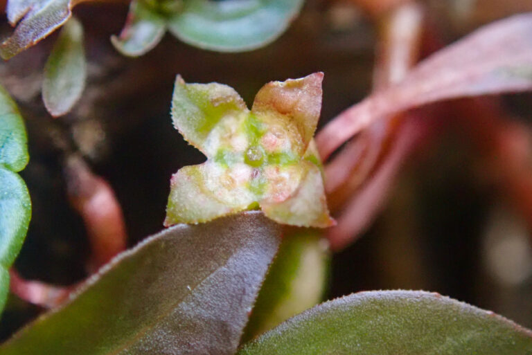 Ludwigia Palustris (Ludwigia palustris) |commons:File:Ludwigia palustris, New Forest (53049298842).jpg