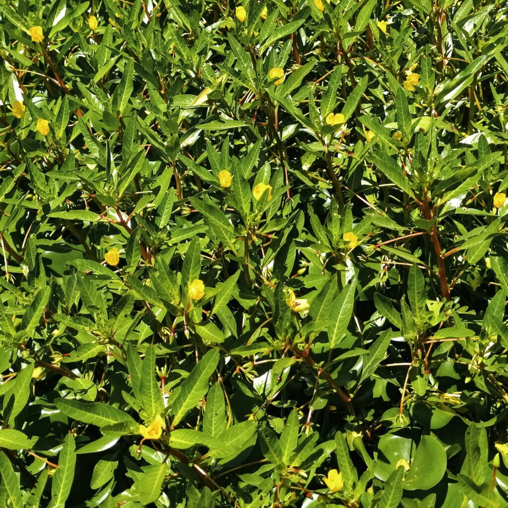 Ludwigia Peploides (Ludwigia peploides) |commons:File:Ludwigia peploides, río batán II 01.jpg