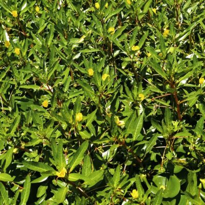 Ludwigia Peploides (Ludwigia peploides) |commons:File:Ludwigia peploides, río batán II 01.jpg