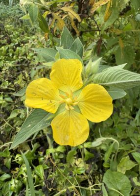 Ludwigia Peruviana (Ludwigia peruviana) |commons:File:Flower of Ludwigia peruviana in Wayanad, Kerala.jpg