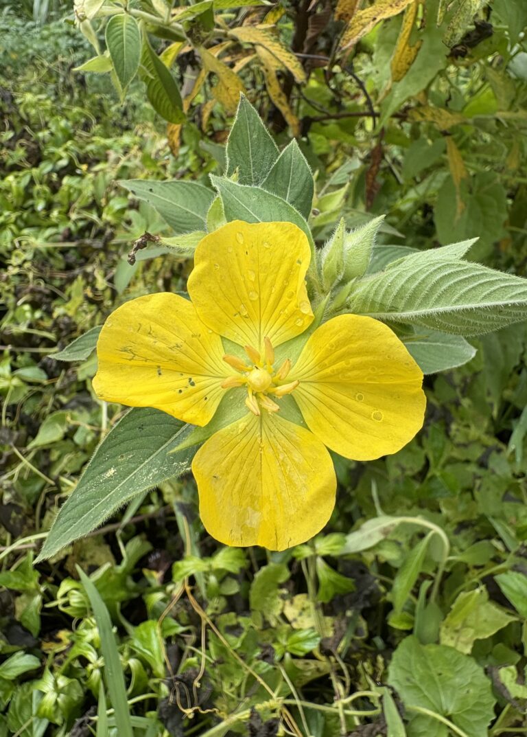 Ludwigia Peruviana (Ludwigia peruviana) |commons:File:Flower of Ludwigia peruviana in Wayanad, Kerala.jpg
