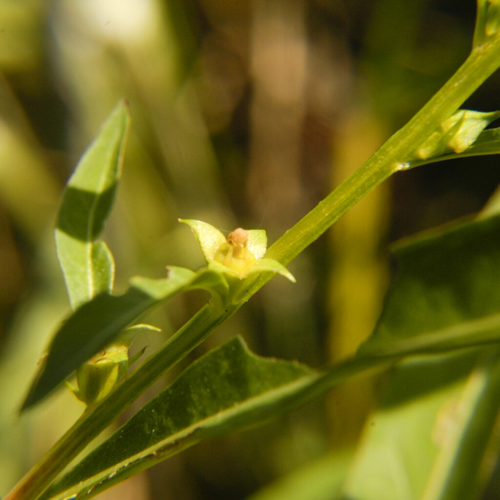 Ludwigia Polycarpa (Ludwigia polycarpa) |commons:File:Ludwigia polycarpa.jpg