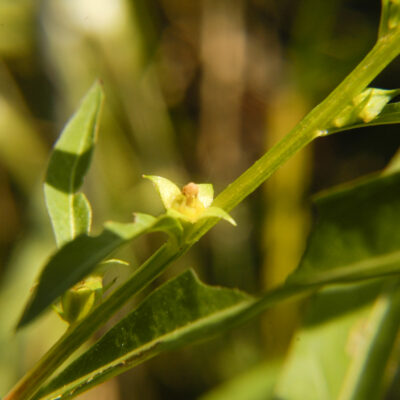 Ludwigia Polycarpa (Ludwigia polycarpa) |commons:File:Ludwigia polycarpa.jpg