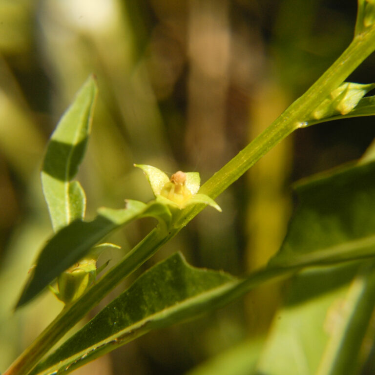 Ludwigia Polycarpa (Ludwigia polycarpa) |commons:File:Ludwigia polycarpa.jpg