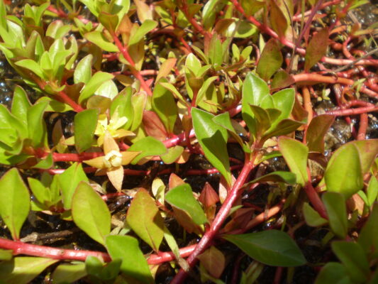 Ludwigia Repens (Ludwigia repens) |commons:File:Ludwigia repens.JPG