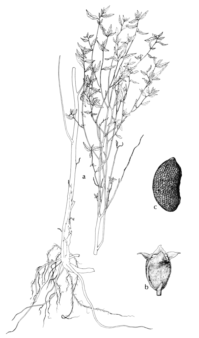Ludwigia Sphaerocarpa (Ludwigia sphaerocarpa) |commons:File:Ludwigia sphaerocarpa AWP-SW.png