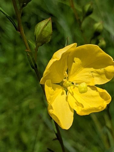 Ludwigia Virgata (Ludwigia virgata) |commons:File:Ludwigia virgata.jpg