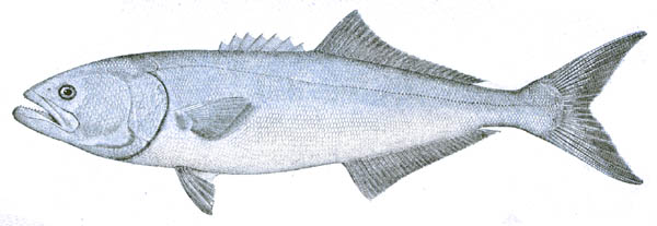 Lüfer Pomatomus saltatrix