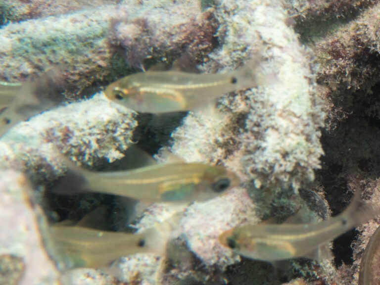 Luminous Cardinalfish (Rhabdamia gracilis) |commons:File:Rhabdamia gracilis 296002084.jpg