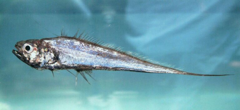 Luminous Hake (Steindachneria argentea) |commons:File:Luminous hake ( Steindachneria argentea ).jpg
