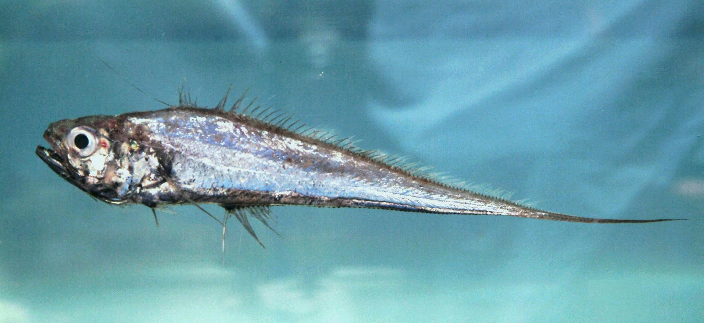 Luminous Hake (Steindachneria argentea) |commons:File:Luminous hake ( Steindachneria argentea ).jpg