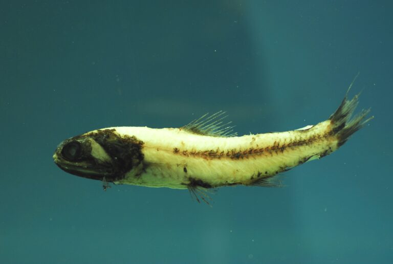 Luminous Lanternfish (Lampadena luminosa) |commons:File:Lampadena luminosa.jpg