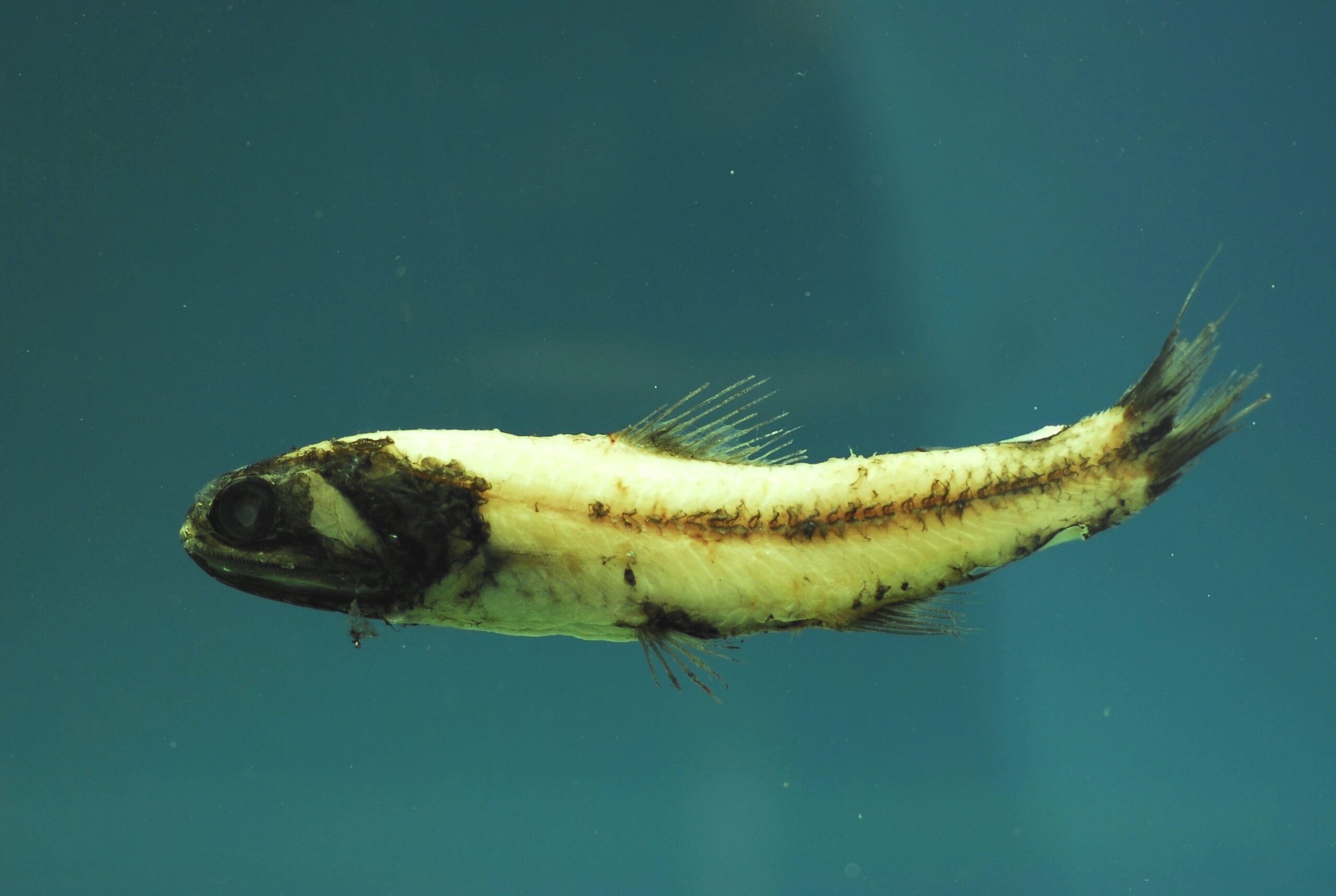 Luminous Lanternfish (Lampadena luminosa) |commons:File:Lampadena luminosa.jpg
