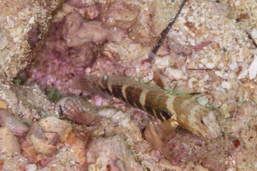 Luther's Goby (Cryptocentrus lutheri) |commons:File:Gobio (Cryptocentrus lutheri), islas Ad Dimaniyat, Omán, 2024-08-13, DD 22.jpg