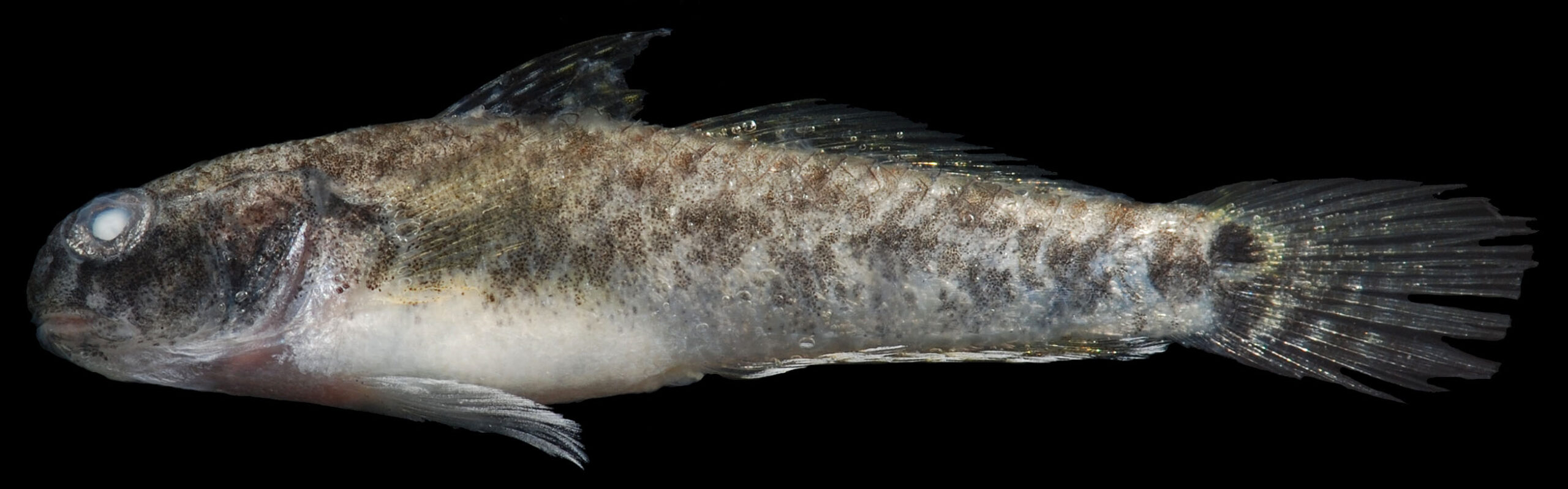 Lyre Goby (Evorthodus lyricus) |commons:File:Evorthodus lyricus (S1242) 0149 (28991738258).jpg