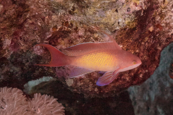 Lyretail Anthias (Pseudanthias squamipinnis) |commons:File:Anthias cola de lira (Pseudanthias squamipinnis), parque nacional Ras Muhammad, Egipto, 2022-03-26, DD 115.jpg