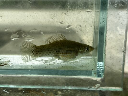 Lyretail Molly (Poecilia latipinna) |commons:File:Poecilia latipinna, Big Cypress National Preserve, Ochopee, FL, US imported from iNaturalist photo 266948484.jpg