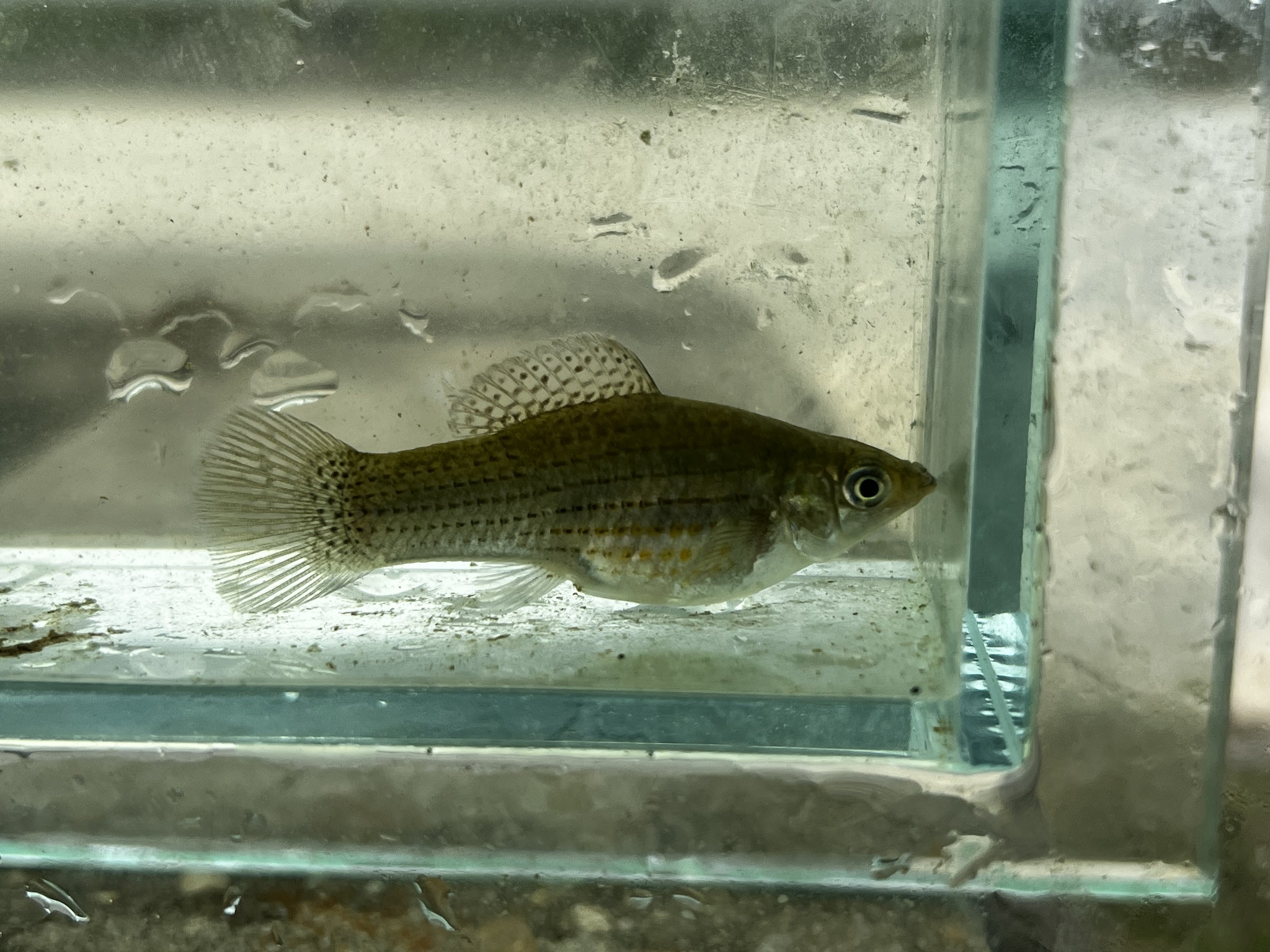 Lyretail Molly (Poecilia latipinna) |commons:File:Poecilia latipinna, Big Cypress National Preserve, Ochopee, FL, US imported from iNaturalist photo 266948484.jpg