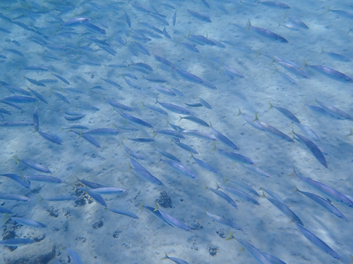 Mackerel Scad (Decapterus macarellus) |commons:File:Decapterus macarellus - May 2020.jpg