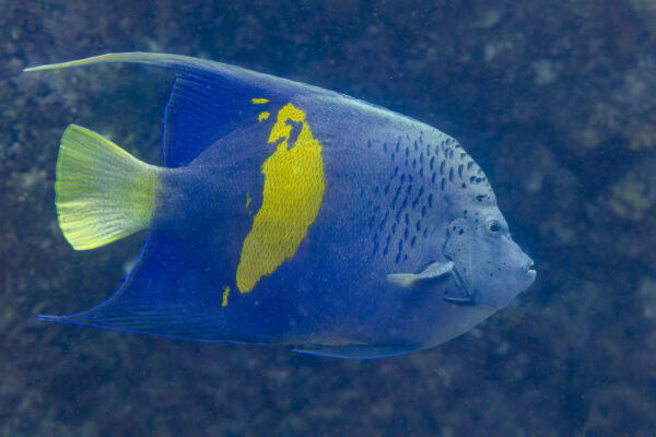 Maculosus Angelfish (Pomacanthus maculosus) |commons:File:Pez ángel de barra amarilla (Pomacanthus maculosus), islas Ad Dimaniyat, Omán, 2024-08-15, DD 48.jpg