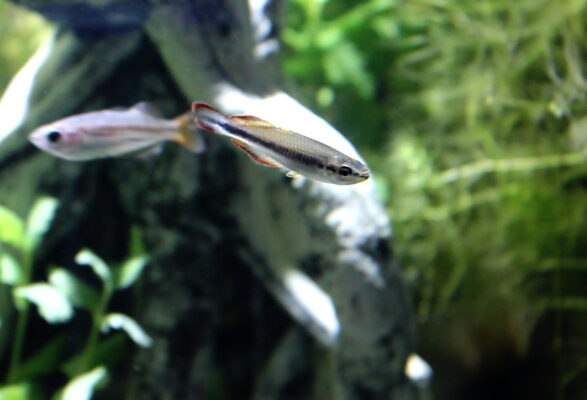 Madagascar Rainbowfish (Bedotia madagascariensis) |commons:File:Bedotia madagascariensis.jpg