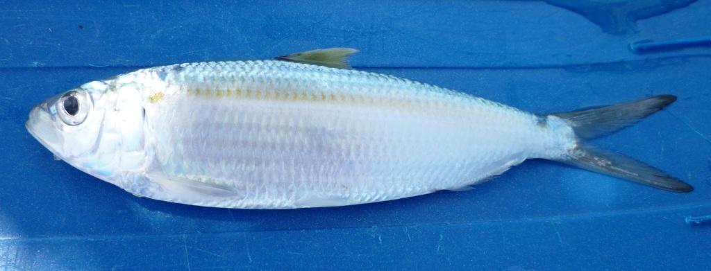 Madeiran Sardinella (Sardinella maderensis) |commons:File:Sardinella maderensis.jpg