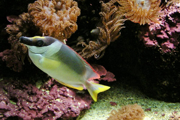 Magnificent Foxface Siganus magnificus