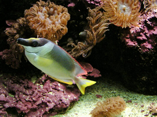 Magnificent Rabbitfish (Siganus magnificus) |commons:File:Siganidae Siganus magnificus 1.jpg