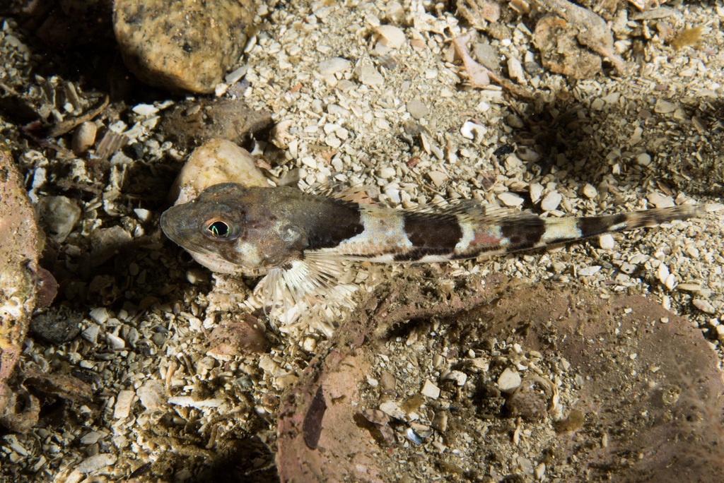 Mailed Sculpin (Triglops murrayi) |commons:File:Triglops murrayi.jpg