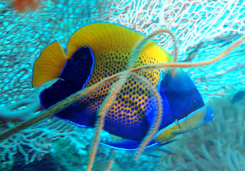 Majestic Angelfish Pomacanthus navarchus