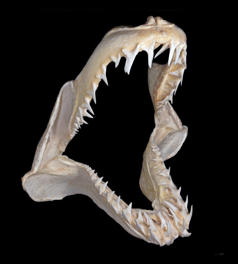 Mako Köpekbalığı Isurus oxyrinchus