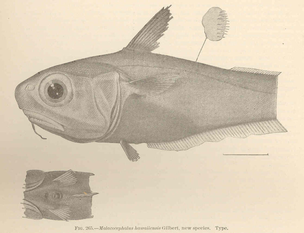 Malacocephalus hawaiiensis (Malacocephalus hawaiiensis) |commons:File:FMIB 42740 Malacocephalus hawaiiensis Gilbert, new species Type.jpeg