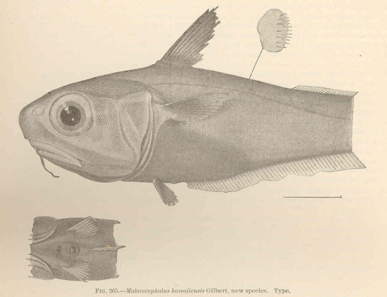 Malacocephalus hawaiiensis (Malacocephalus hawaiiensis) |commons:File:FMIB 42740 Malacocephalus hawaiiensis Gilbert, new species Type.jpeg