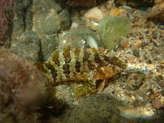 Malacoctenus africanus (Malacoctenus africanus) |commons:File:Malacoctenus africanus.jpg