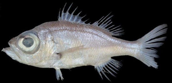 Malakichthys griseus (Malakichthys griseus) |commons:File:Malakichthys griseus.png