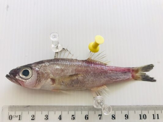 Malakichthys mochizuki (Malakichthys mochizuki) |commons:File:Malakichthys mochizuki.jpg