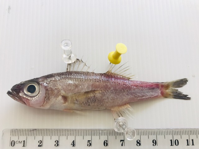 Malakichthys mochizuki (Malakichthys mochizuki) |commons:File:Malakichthys mochizuki.jpg