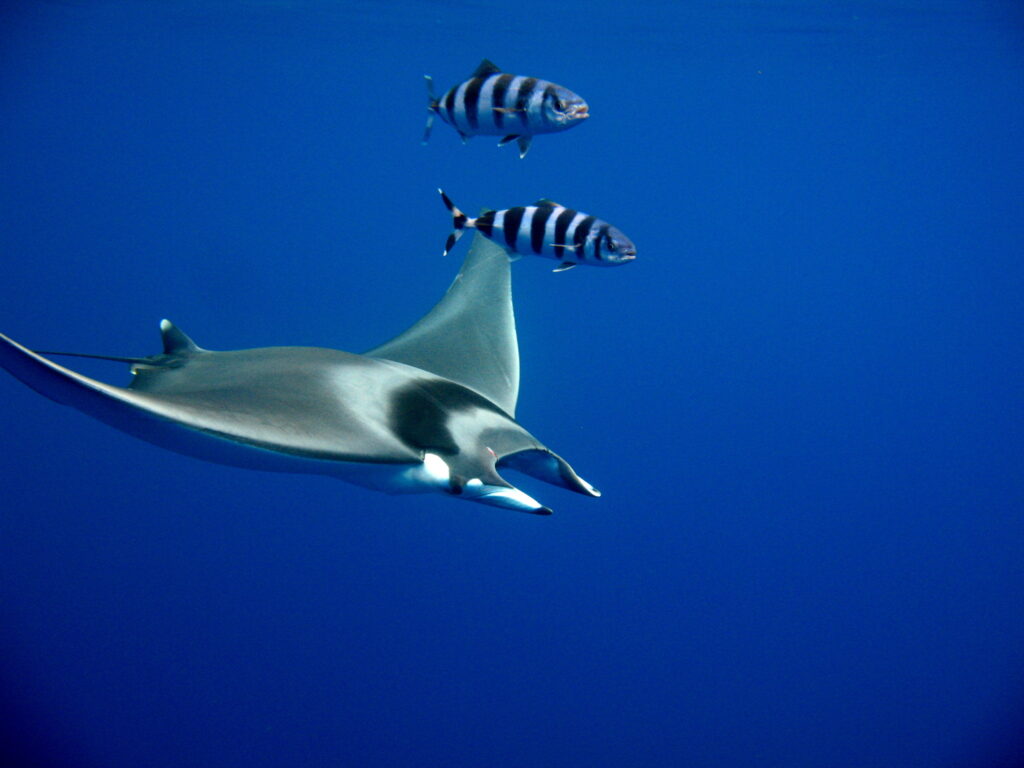 Malta palamudu (Naucrates ductor) |commons:File:Mobula mobular with Naucrates ductor.jpg