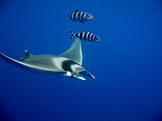 Malta palamudu (Naucrates ductor) |commons:File:Mobula mobular with Naucrates ductor.jpg