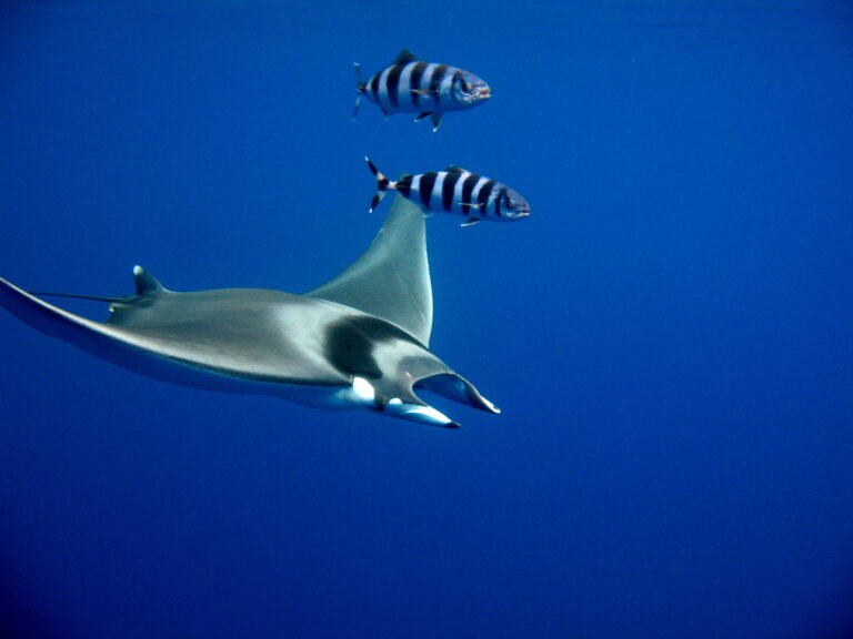 Malta palamudu (Naucrates ductor) |commons:File:Mobula mobular with Naucrates ductor.jpg