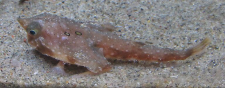 Malthopsis annulifera (Malthopsis annulifera) |commons:File:Malthopsis annulifera (Takeshima aquarium).jpg