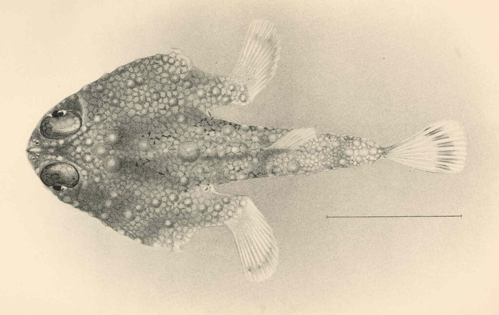 Malthopsis jordani (Malthopsis jordani) |commons:File:FMIB 42755 Malthopsis jordani Gilbert Type.jpeg