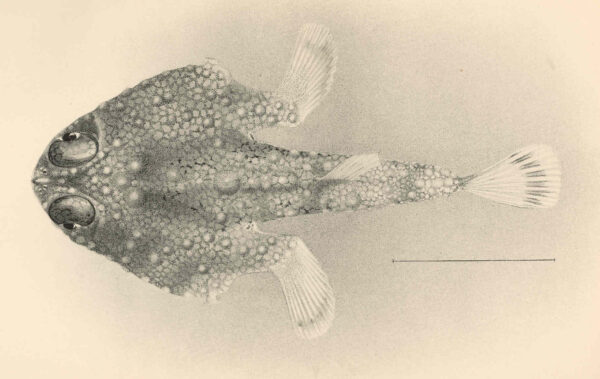 Malthopsis jordani (Malthopsis jordani) |commons:File:FMIB 42755 Malthopsis jordani Gilbert Type.jpeg