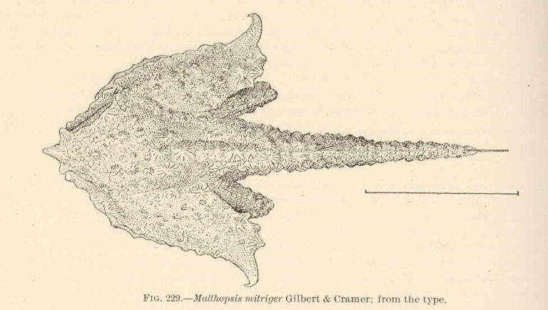 Malthopsis mitrigera (Malthopsis mitrigera) |commons:File:FMIB 42594 Malthopsis mitriger Gilbert & Cramer; from the type.jpeg