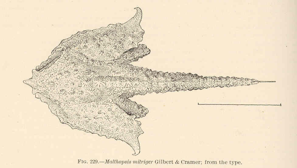 Malthopsis mitrigera (Malthopsis mitrigera) |commons:File:FMIB 42594 Malthopsis mitriger Gilbert & Cramer; from the type.jpeg