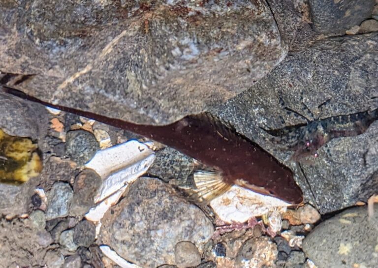Manacled Sculpin (Synchirus gilli) |commons:File:Synchirus gilli.jpg
