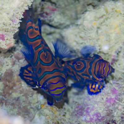 Mandarin Dragonet (Synchiropus splendidus) |commons:File:Peces mandarín (Synchiropus splendidus), Anilao, Filipinas, 2023-08-24, DD 229.jpg