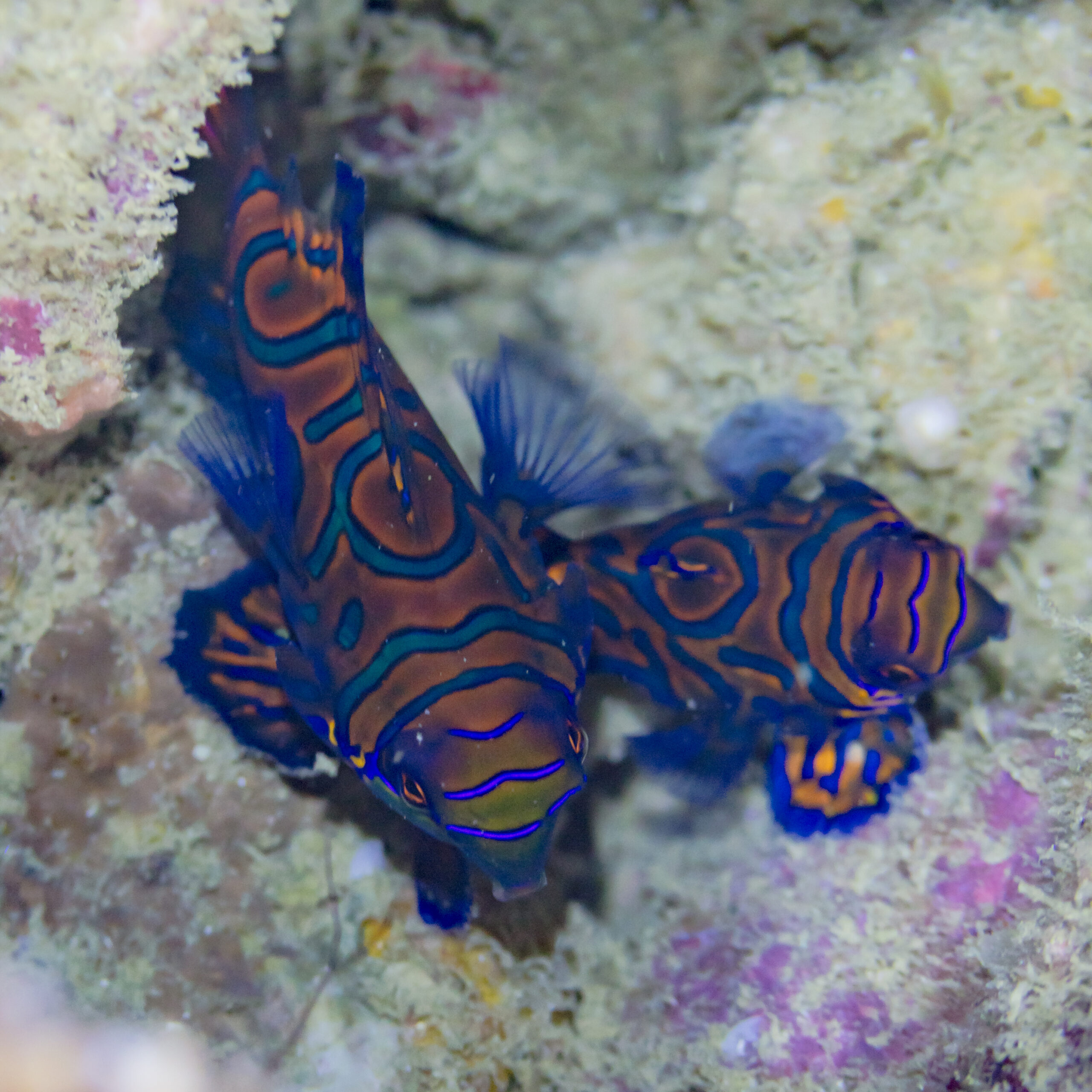 Mandarin Dragonet (Synchiropus splendidus) |commons:File:Peces mandarín (Synchiropus splendidus), Anilao, Filipinas, 2023-08-24, DD 229.jpg