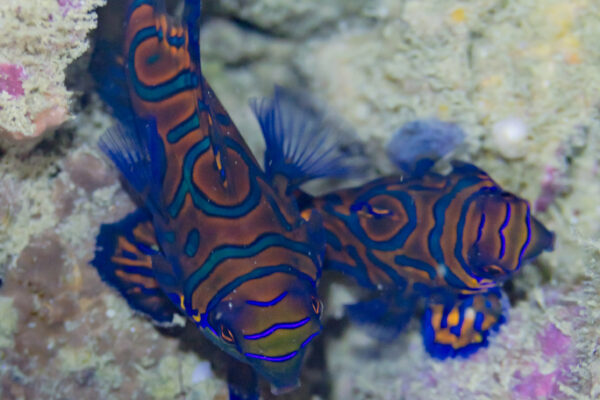 Mandarinf Balığı Synchiropus splendidus